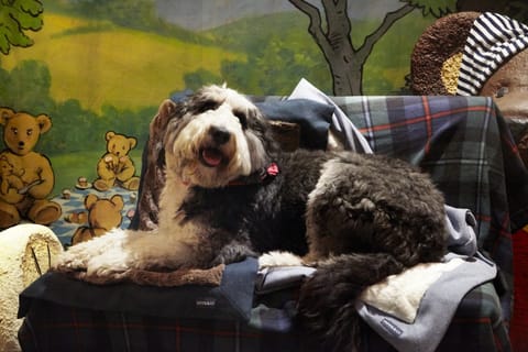 181008_DogsTrust_TheGeorge_3_HiRes