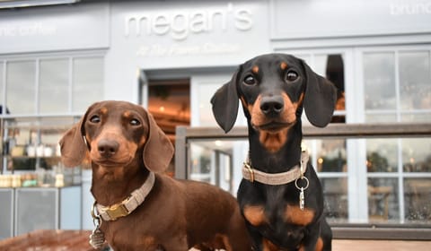 The Best Dog Friendly Restaurants In London