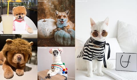 Pet Influencers You Should Follow