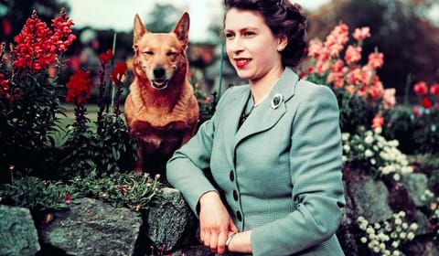 Wallace Collection The Queen and Her Corgis - London exhibition