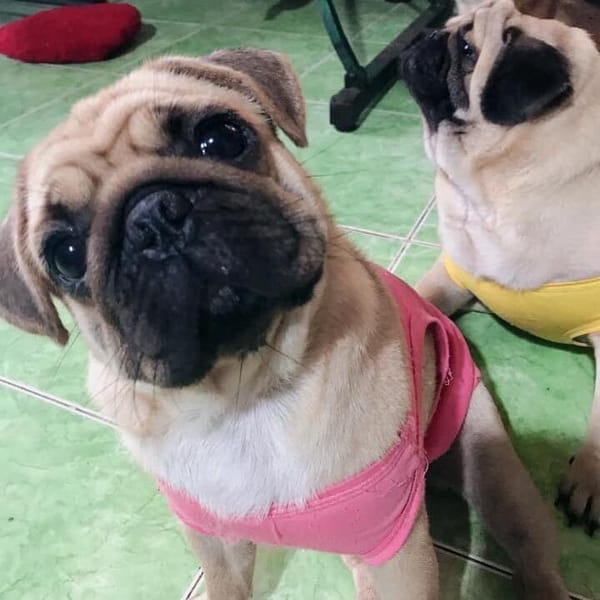 Contact Pug map - Creator and Influencer
