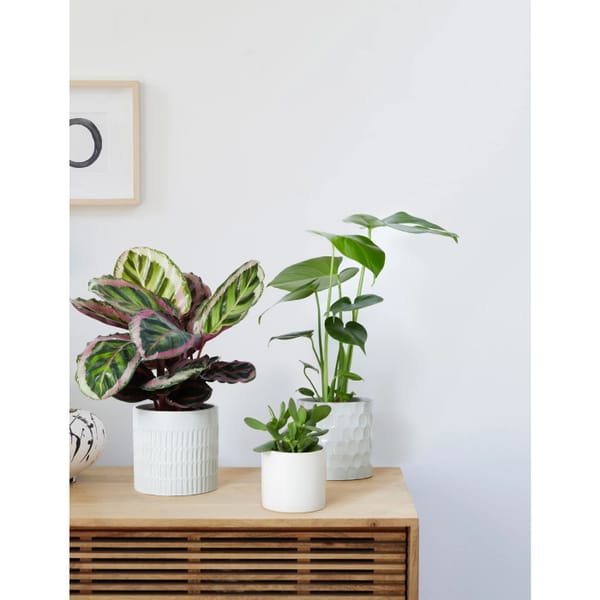 Beginners Green Plant Bundle