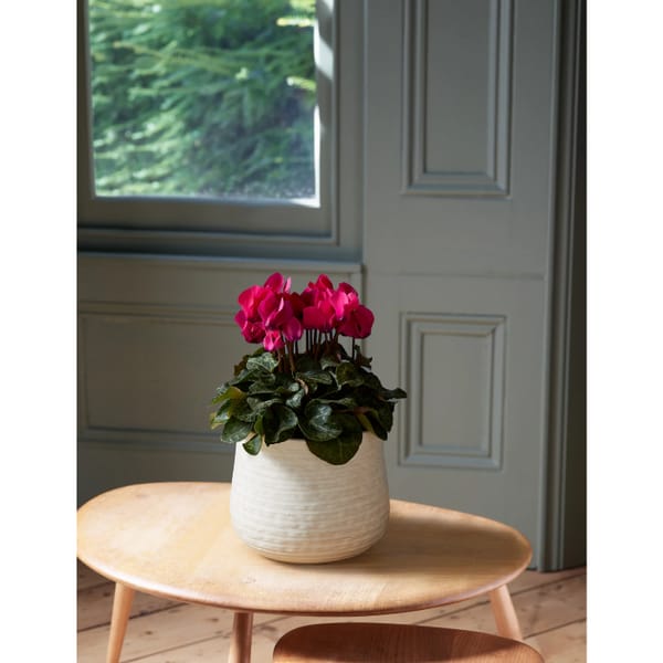 M&S Cyclamen in Ceramic Pot
