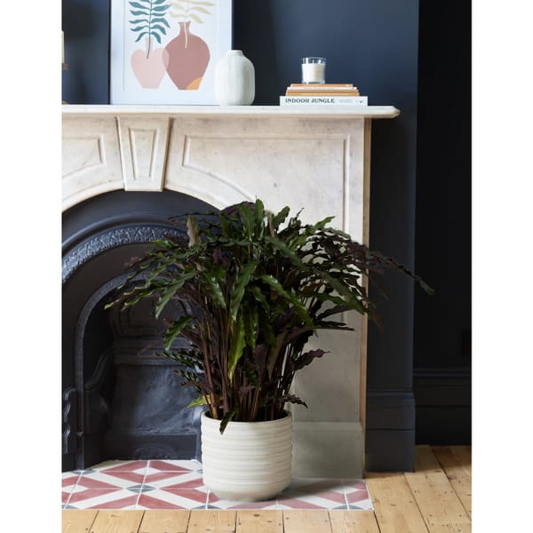 M&S Large Calathea Plant in Ceramic