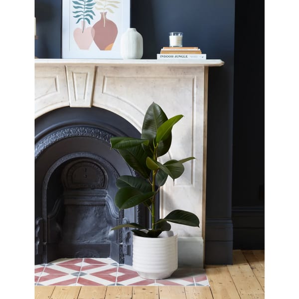 M&S Large Ficus Rubber Plant