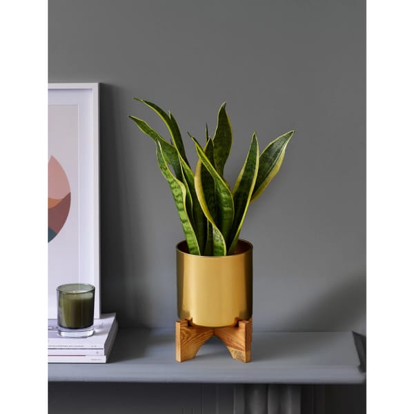 M&S Sansevieria Tin with Wooden Stand