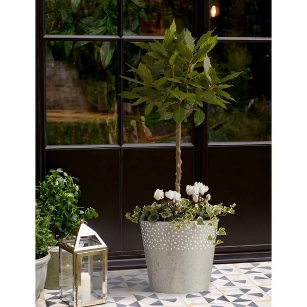 Luxury Bay Tree Planter