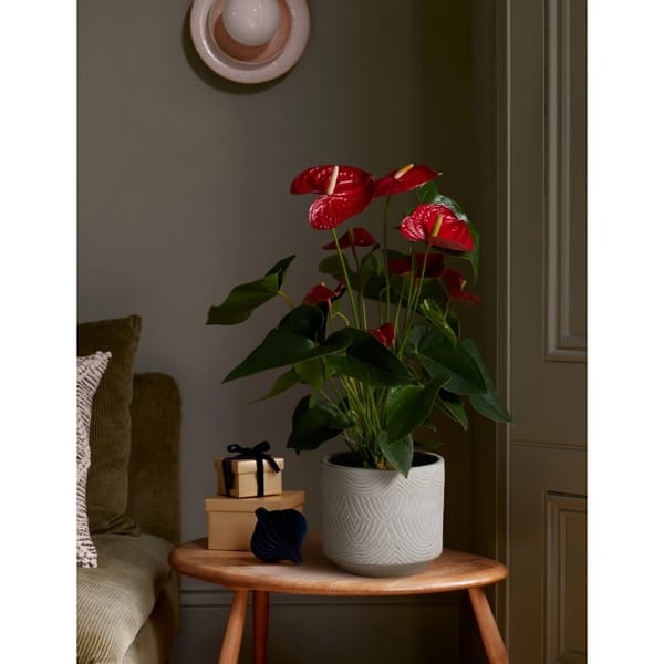 Red Anthurium Planter
