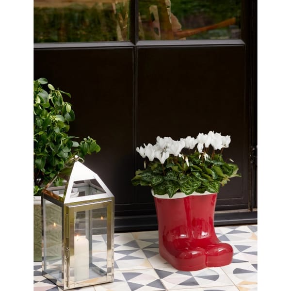 Santa Boots Flowering Cyclamen Planter