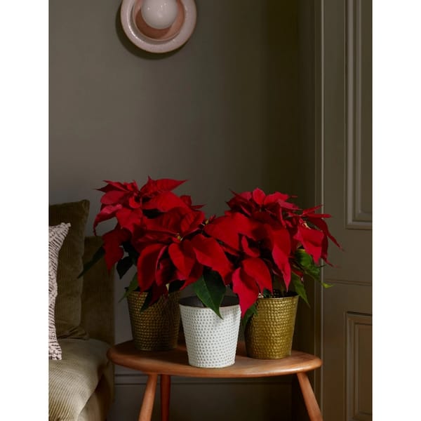 Trio of Poinsettia Plants