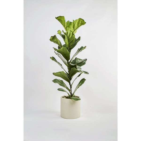 Fiddle Leaf Fig