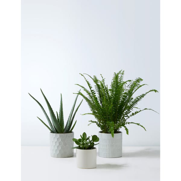 Bathroom Green Plant Bundle