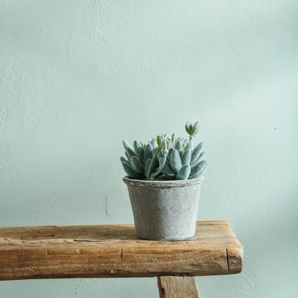 A Botanical Bunch