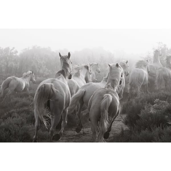 wild horses running