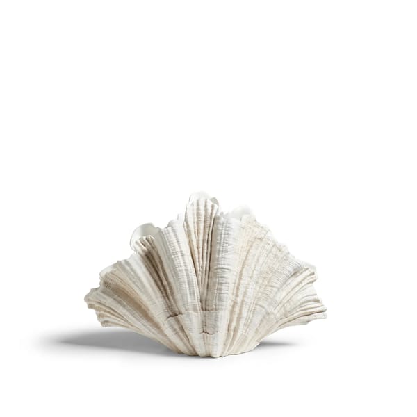 Venusia Clam Shell - Off White