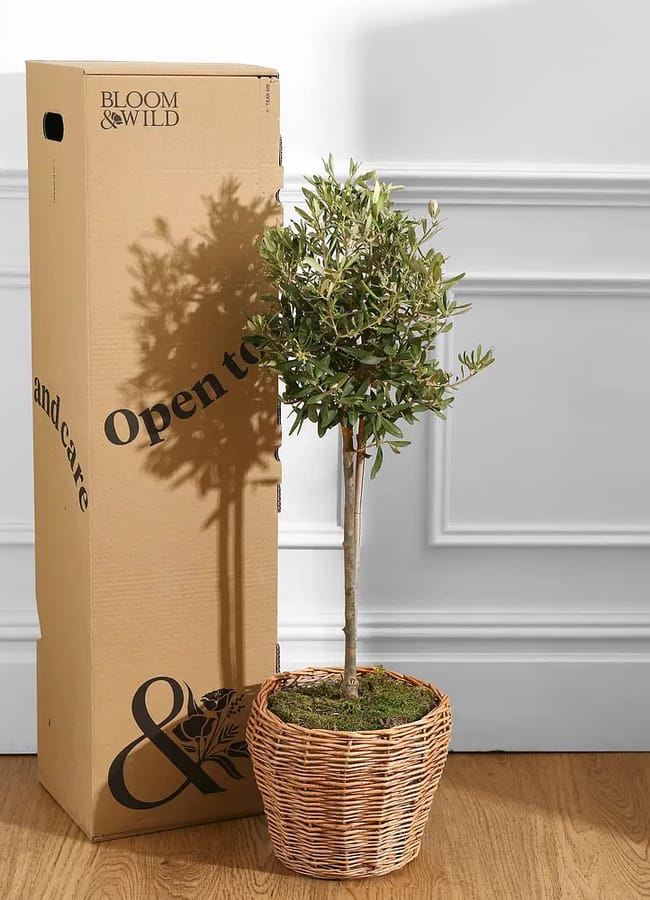 Bloom & Wild The Olive Tree