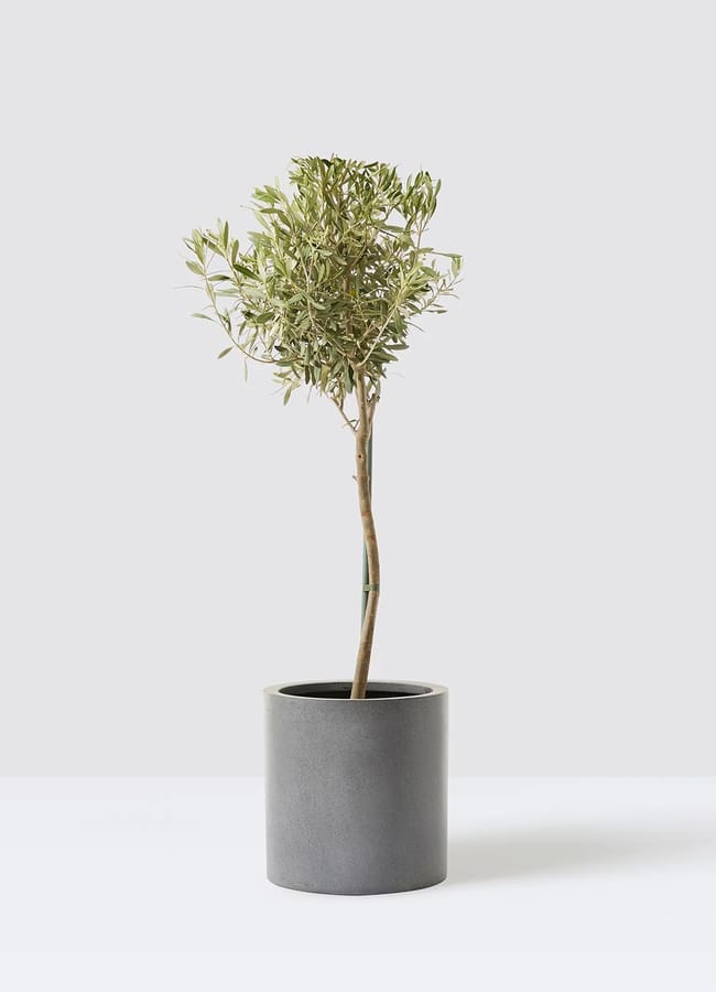 olive tree