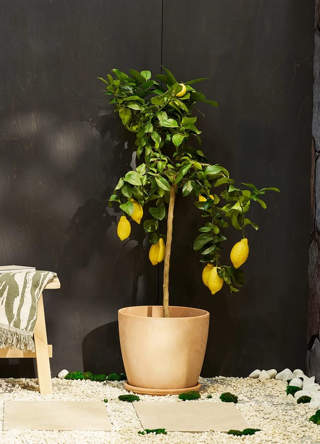 lemon tree