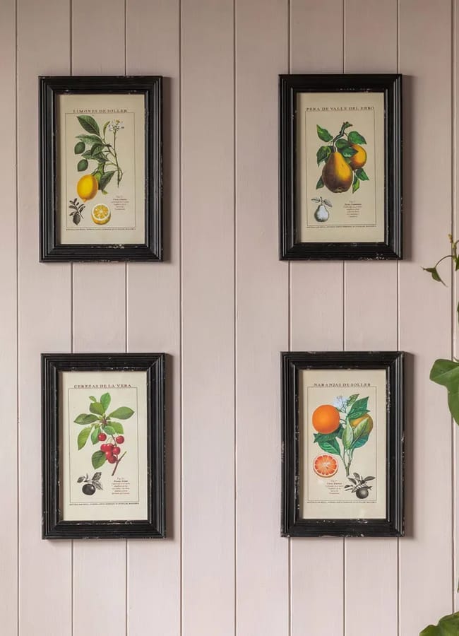 Four framed botanical prints of different fruits hang on a light pink wooden wall. A green leafy plant is partially visible on the right side of the image.