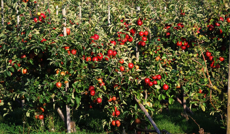 Apple Orchard