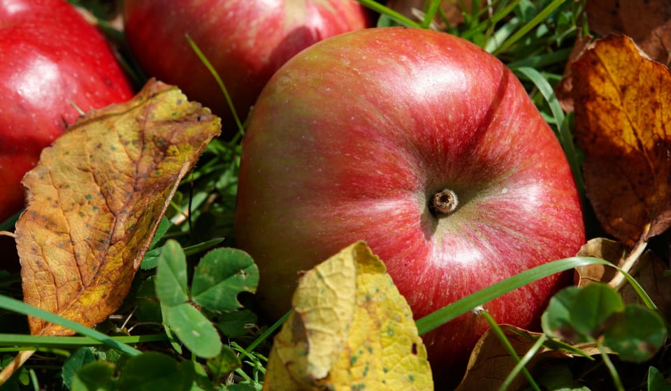 Apple Orchard